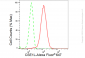 KD-Validated Anti-CSE1L Rabbit Monoclonal Antibody